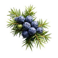 Juniper