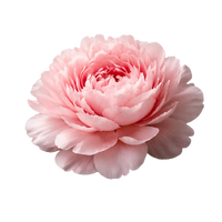 Peony