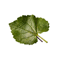 Violet Leaf