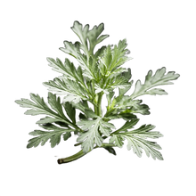 Artemisia