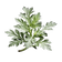 Artemisia