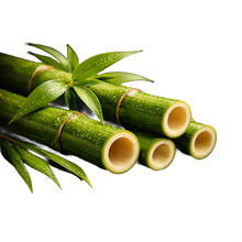 Bamboo