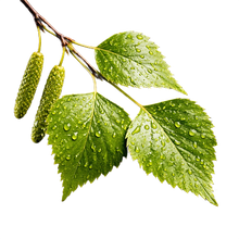 Birch_Leaf