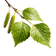 Birch_Leaf