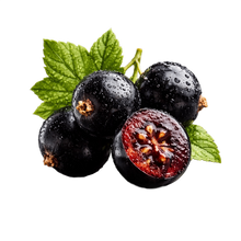 Black_Currant