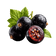 Black_Currant