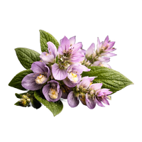 Clary Sage