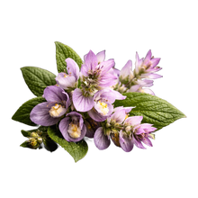 Clary_Sage