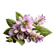 Clary_Sage