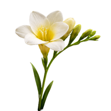 Freesia