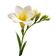 Freesia