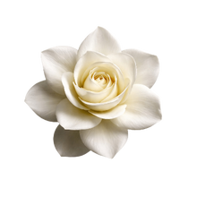 Gardenia