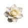 Gardenia