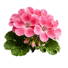 Geranium
