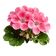 Geranium