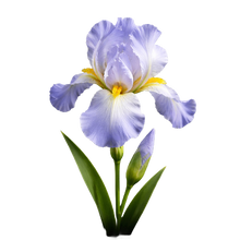 Iris