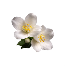 Jasmine