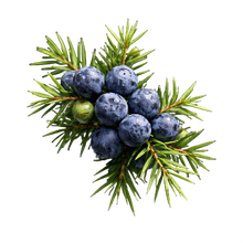 Juniper