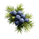 Juniper