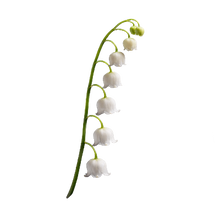 Lily-of-the-Valley