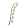 Lily-of-the-Valley