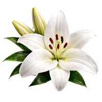 Lily