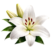 Lily