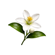 Neroli