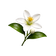 Neroli