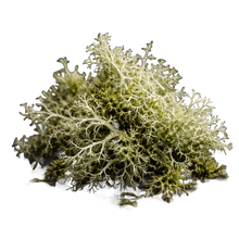 Oakmoss
