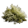 Oakmoss