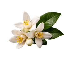 Orange Blossom