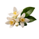 Orange Blossom