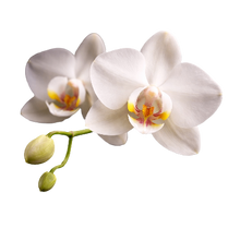 Orchid