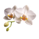 Orchid