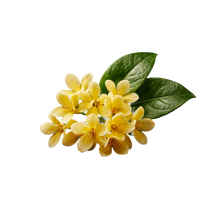 Osmanthus