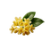 Osmanthus