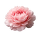 Peony