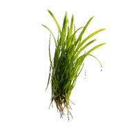 Posidonia Seaweed