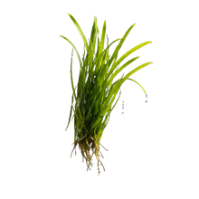 Posidonia Seaweed
