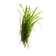 Posidonia Seaweed