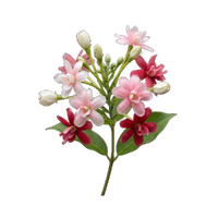 Rangoon Creeper