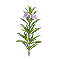 Rosemary