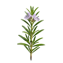 Rosemary