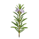 Rosemary