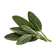 Sage