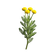 Santolina