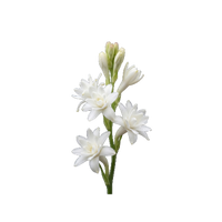 Tuberose