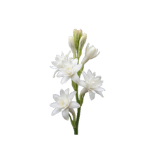 Tuberose