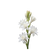 Tuberose